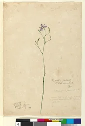 Página 60. Thysanotus tuberosus